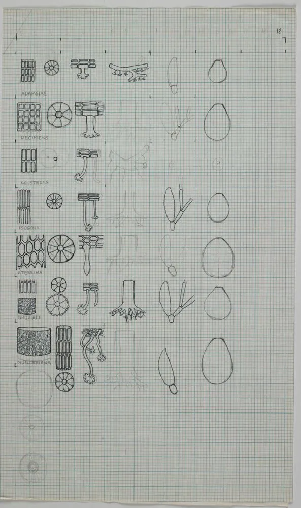 Drawings of seaweed cross-sections