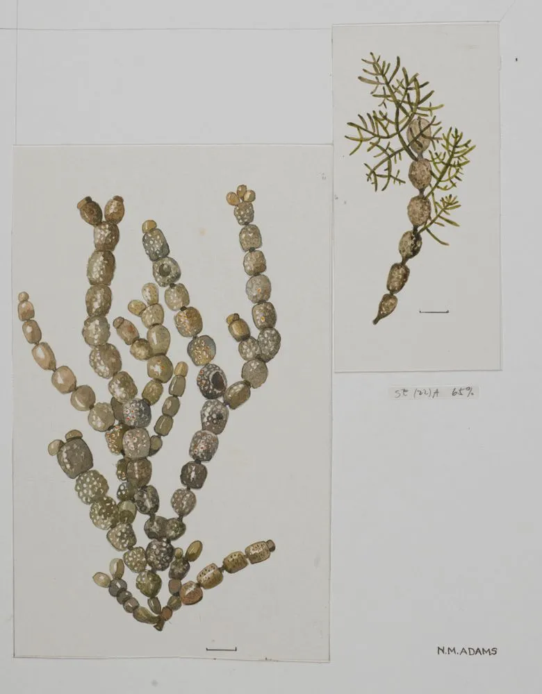 Watercolour illustration of seaweed specimens, Plate 37 from 'Seaweeds of New Zealand'
