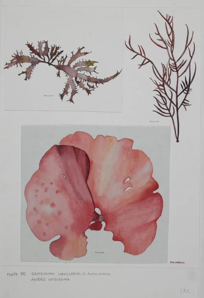 Watercolour illustration of Grateloupia seaweed specimens, Plate 70 from 'Seaweeds of New Zealand'