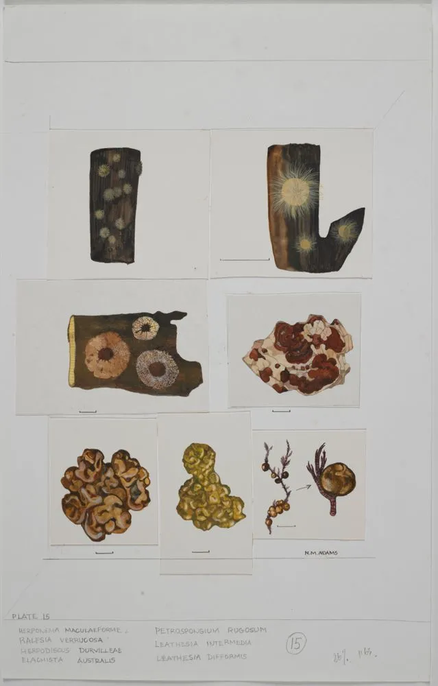 Watercolour illustration of seaweed specimens, Plate 15 from 'Seaweeds of New Zealand'