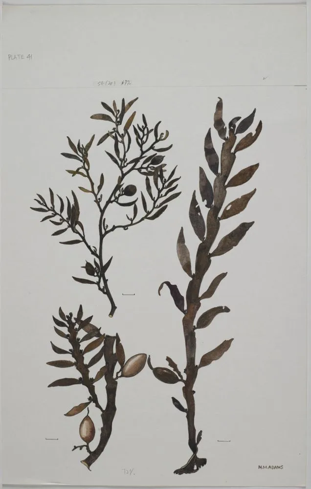 Watercolour illustration of seaweed specimens, Plate 41 from 'Seaweeds of New Zealand'
