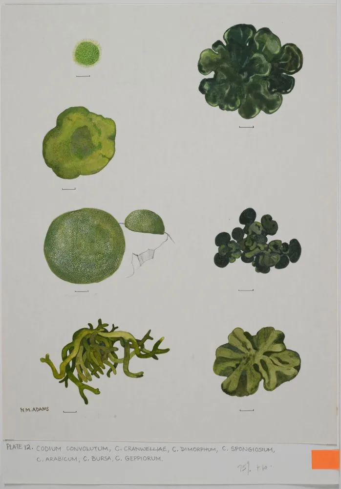 Watercolour illustration of Codium seaweed specimens, Plate 12 from 'Seaweeds of New Zealand'