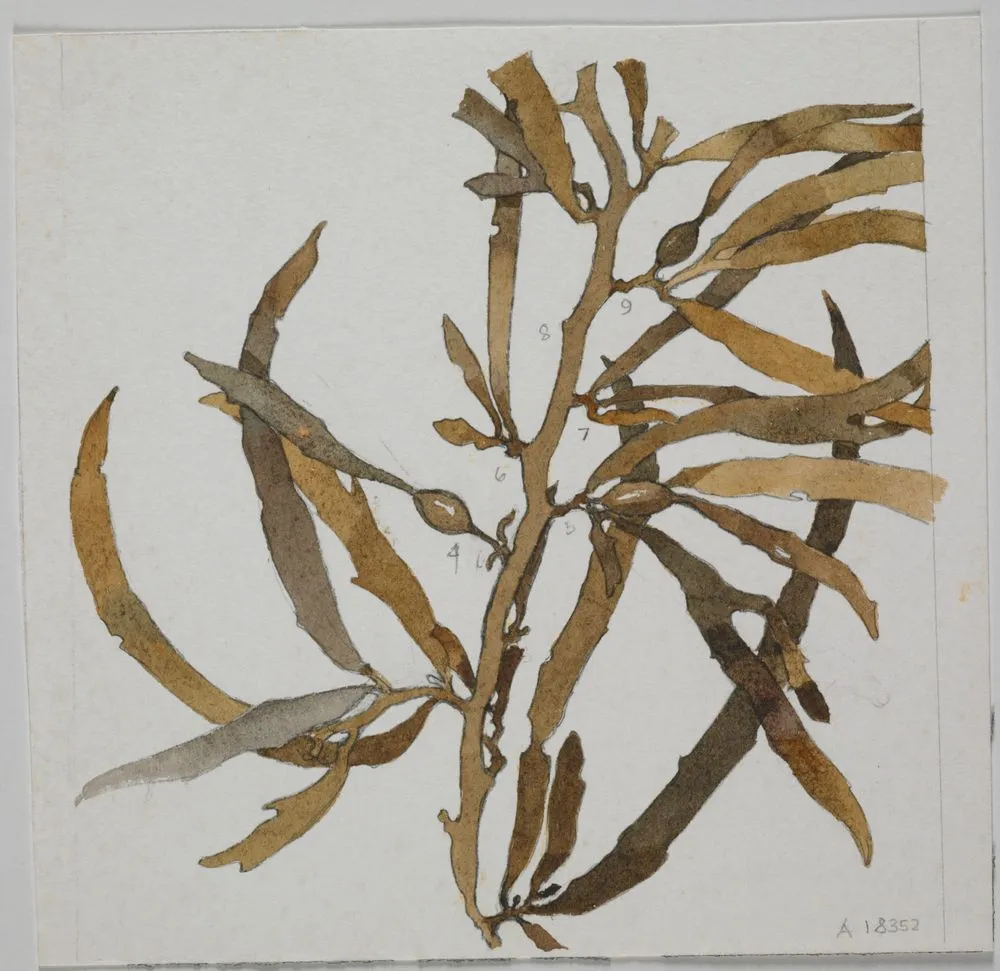 Watercolour illustration of seaweed specimen