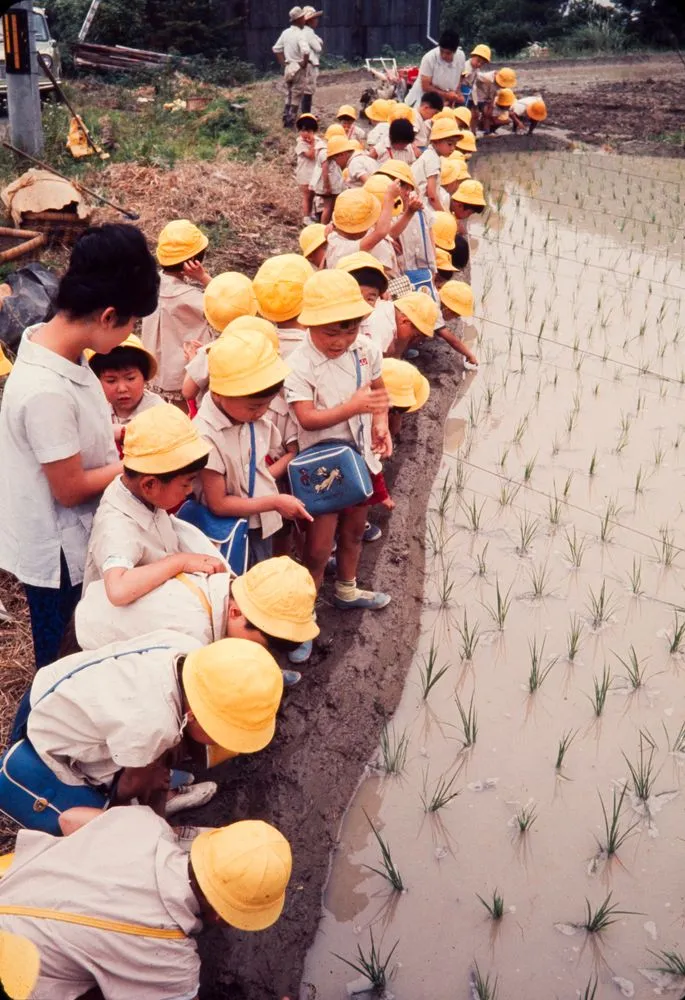 Japan Series: Rice Planting