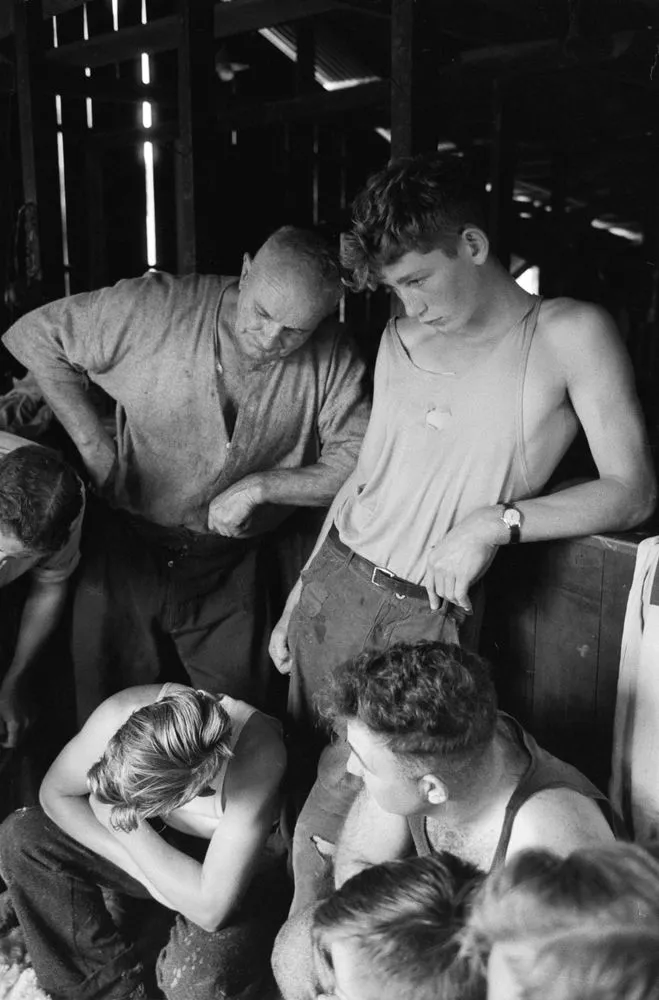 Men watching sheep shearing demonstration, New Zealand