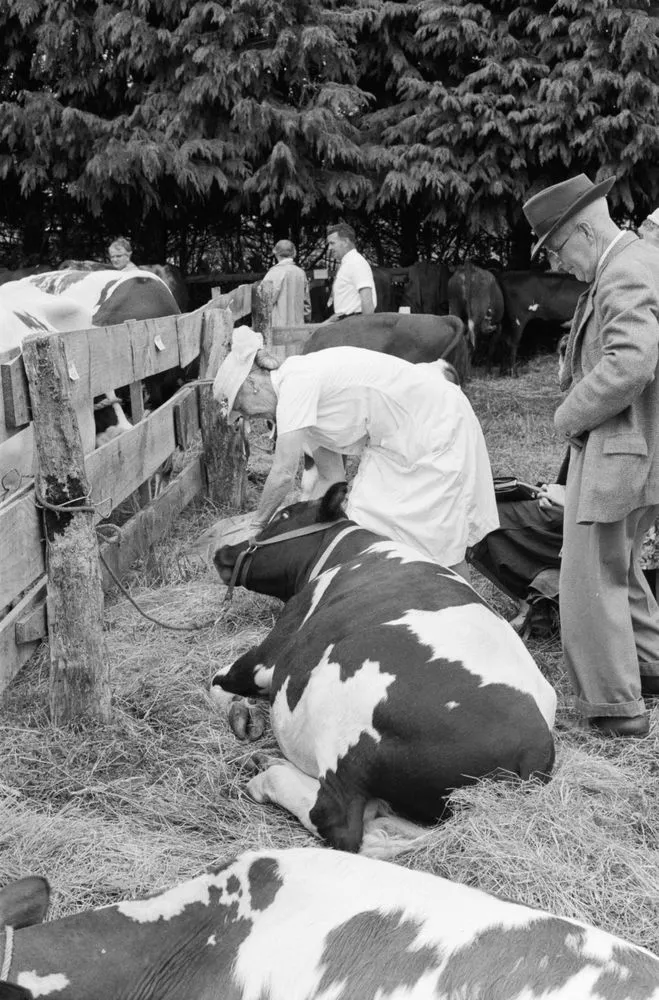 Examining cows at Kumeu A & P show