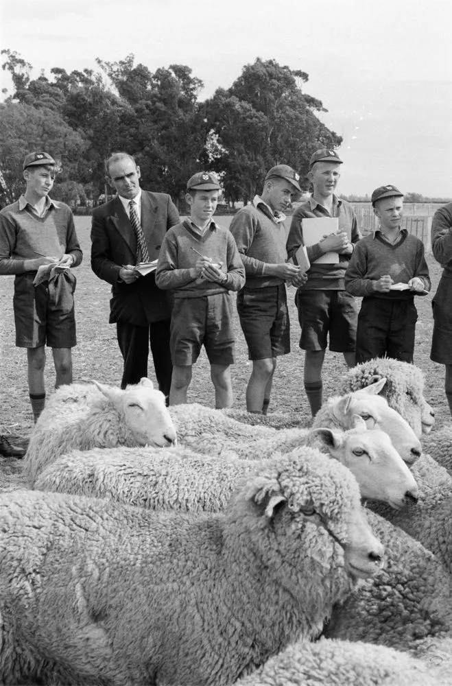 [School children watching sheep]