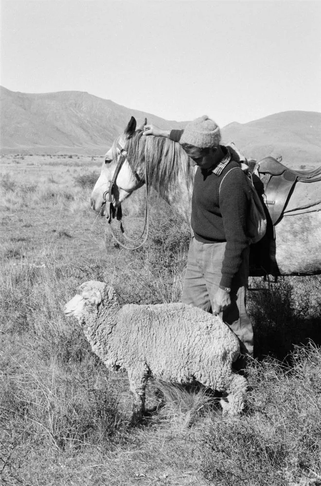 (Sheep musterer with horse and lone sheep)