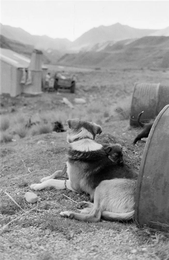 (Herding dog with litter outside kennel)