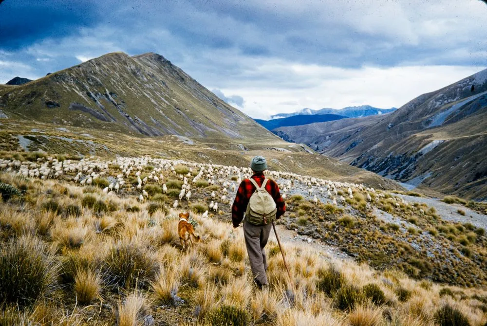 New Zealand Farming and Horticulture: NZ Farming