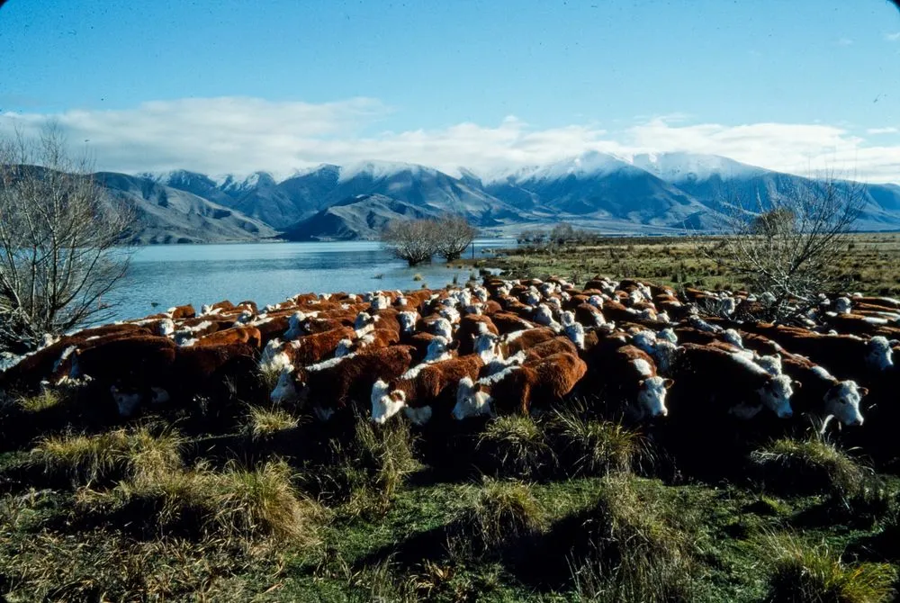 New Zealand Farming and Horticulture: NZ Cattle Farming