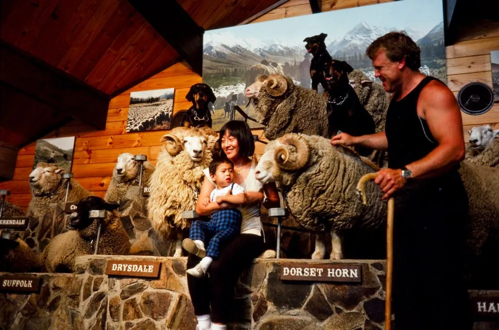 New Zealand Farming and Horticulture: Agrodome, Rotorua