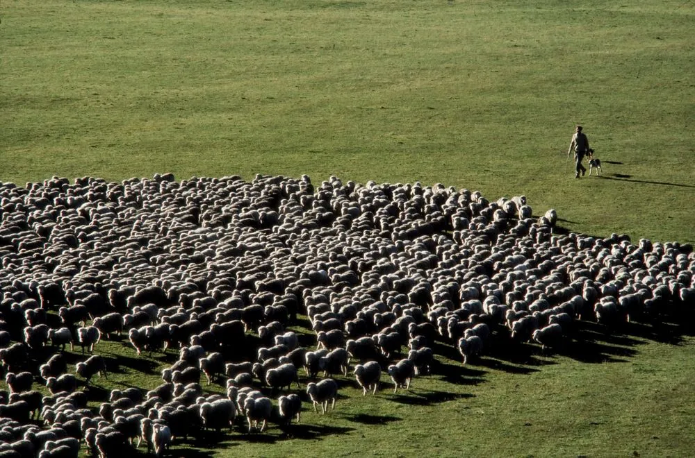 Northland Sheep Farm