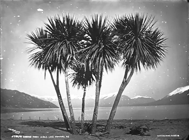 Cabbage Trees, 25 mile, Lake Wakatipu, NZ