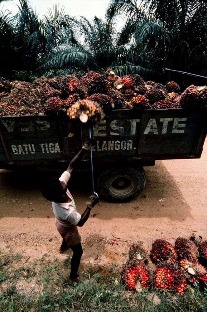 Malaysia: Palm oil plantation