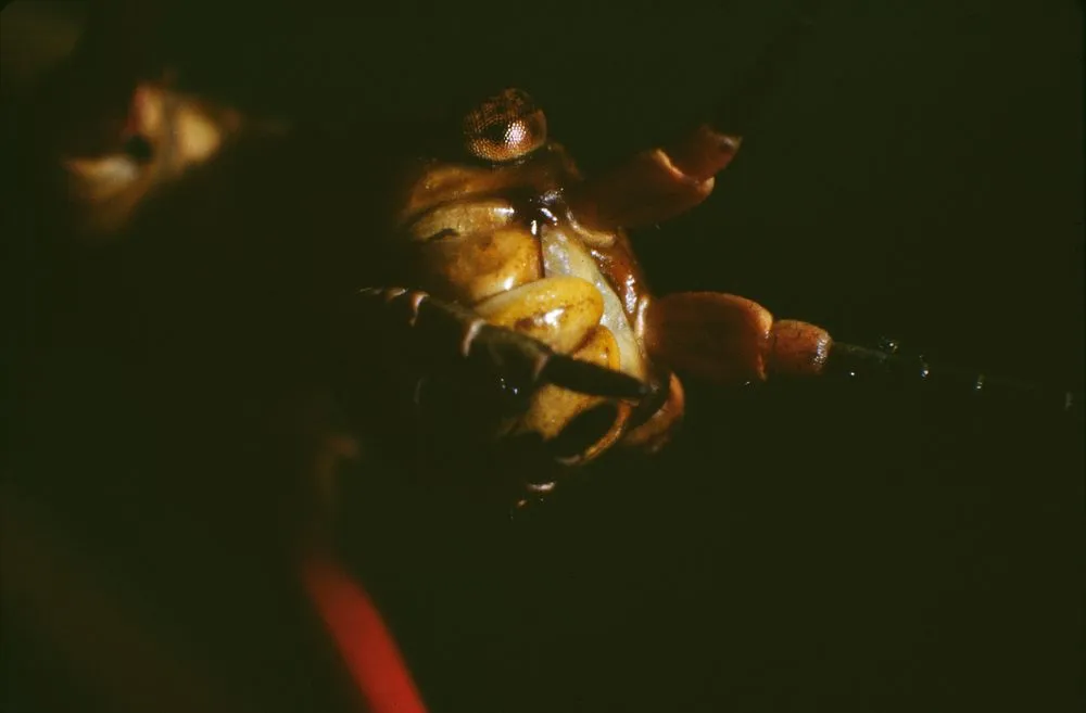 Face of brown stick insect