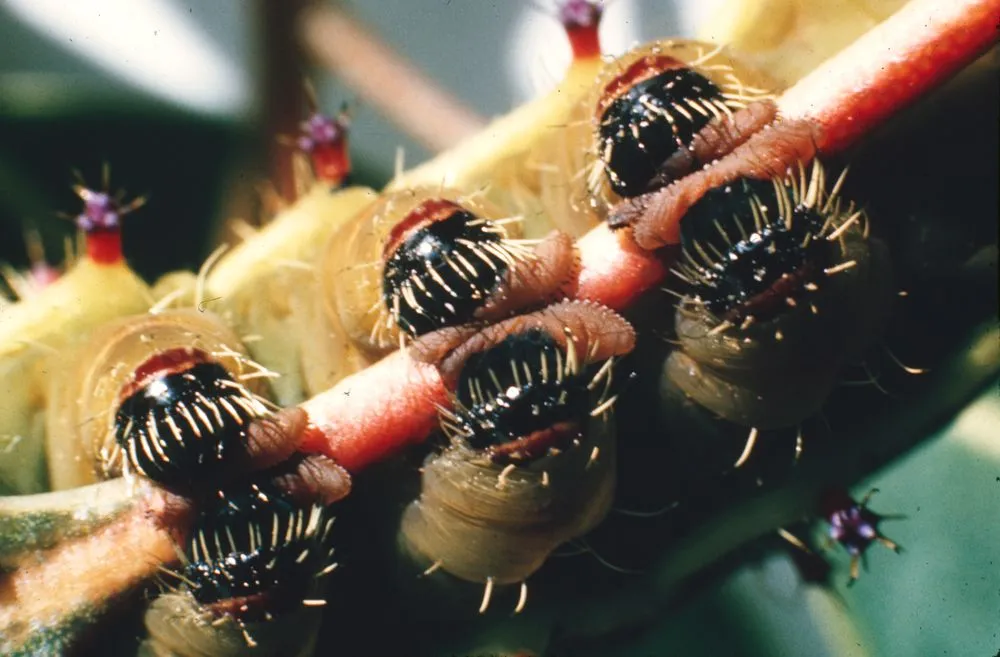 Close up of prolegs of Gum Emperor caterpillar (Antheraea eucalypti)