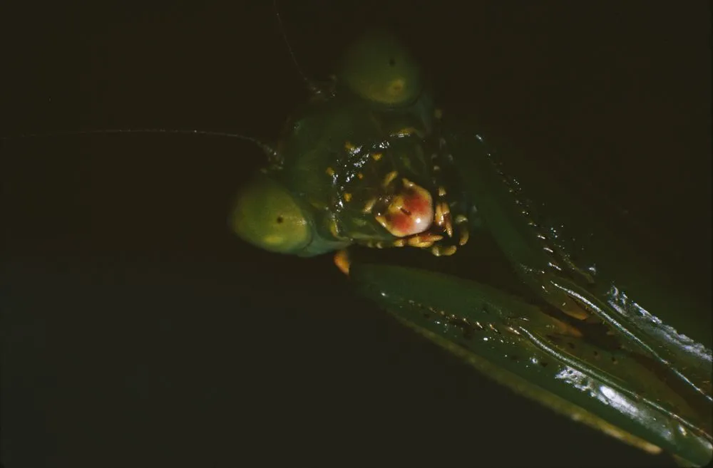 Face of Praying Mantis