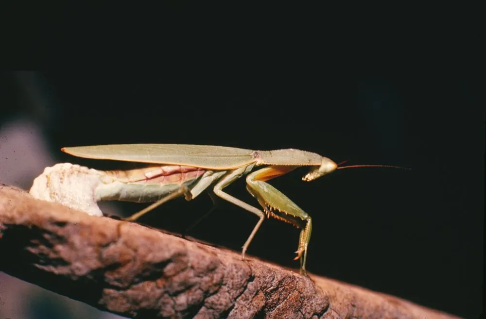 Mantis laying the egg-case (a)