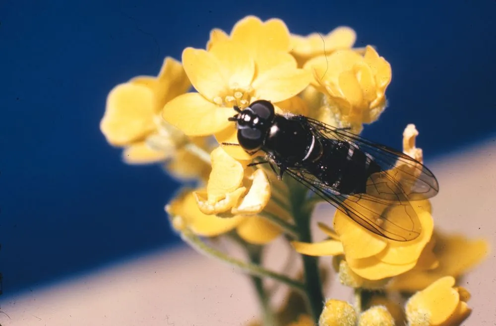 Hover fly (Melangyna novaezelandiae)