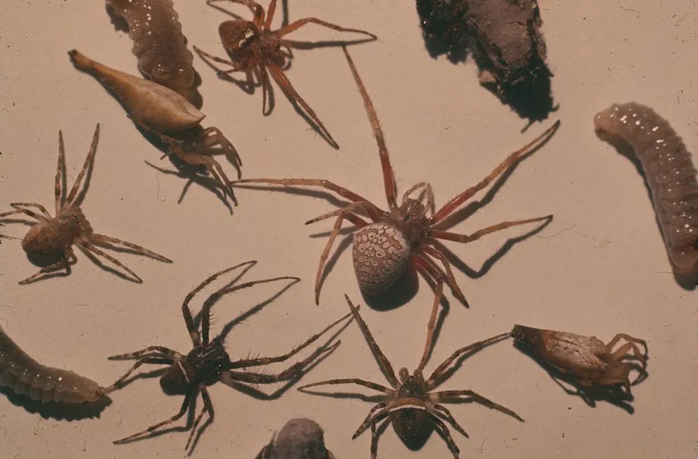 Paralysed spiders from Mason bees nest, larvae and pupa