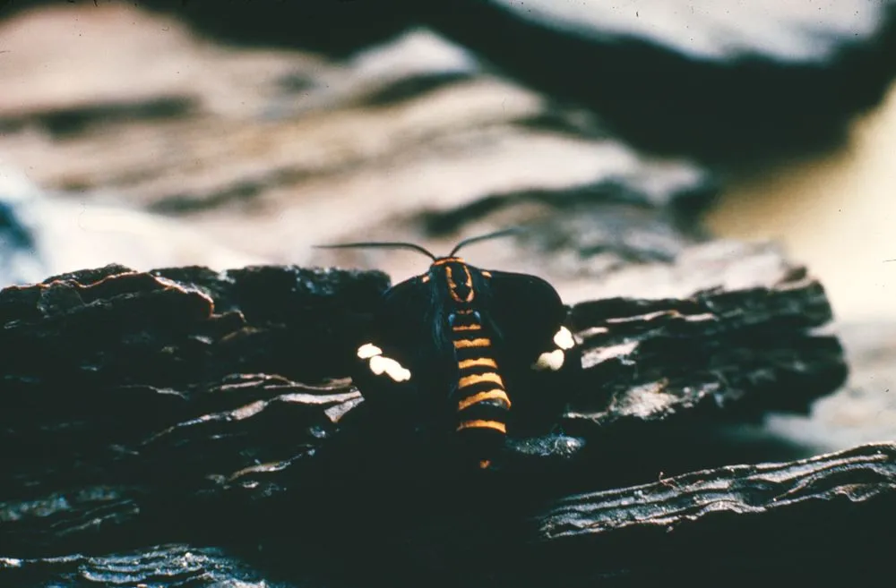 Just hatched Magpie moth