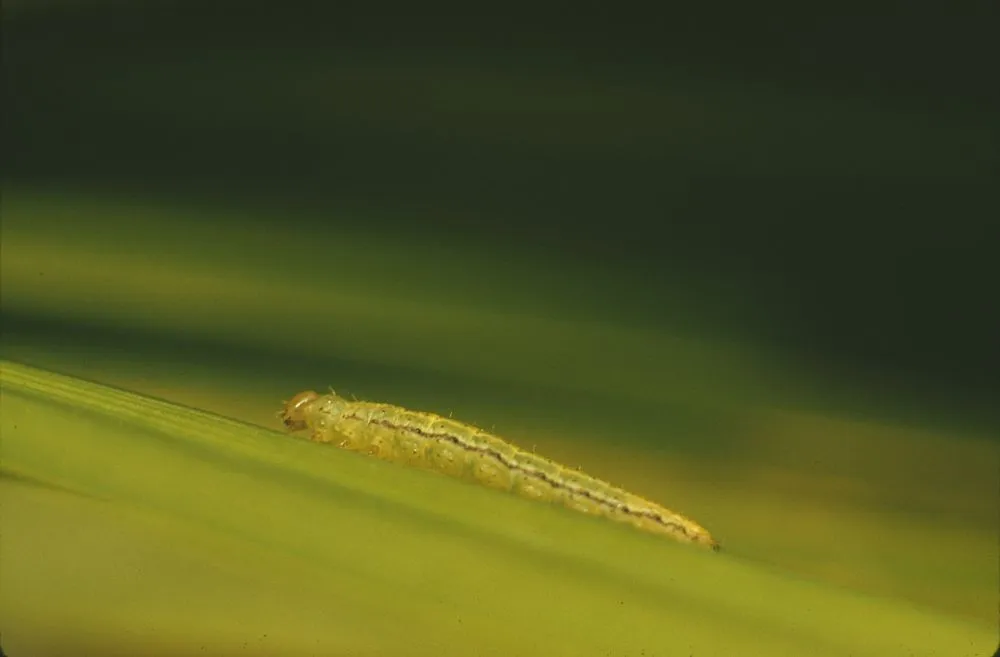 Caterpillar of Venusia verriculata