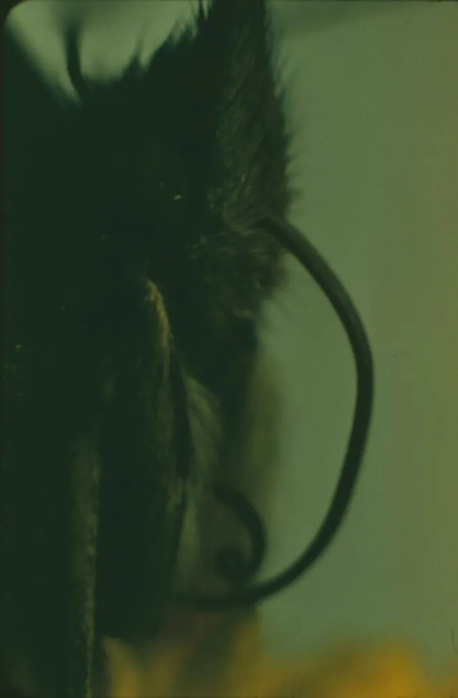 Head with proboscis (Red Admiral)