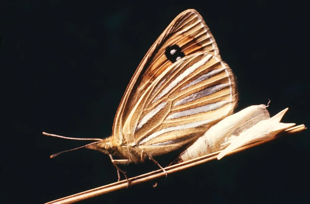 Tussock butterfly (Argyrophenga antipodum)