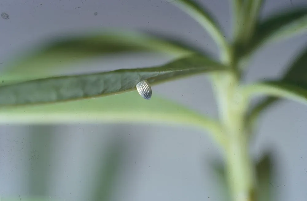 Egg of Monarch darkened just before hatching