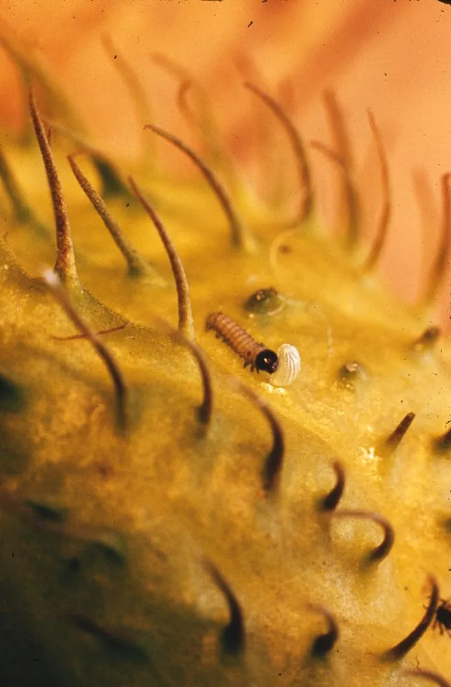 Monarch caterpillar on seed pod of Swan Plant, eating egg shell