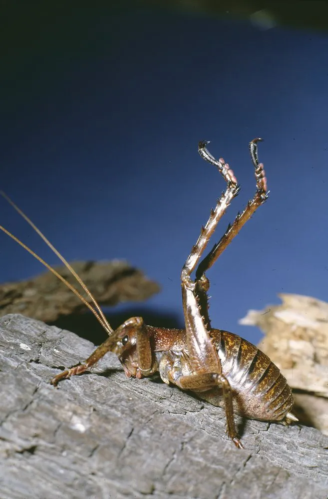 Young male Giant weta