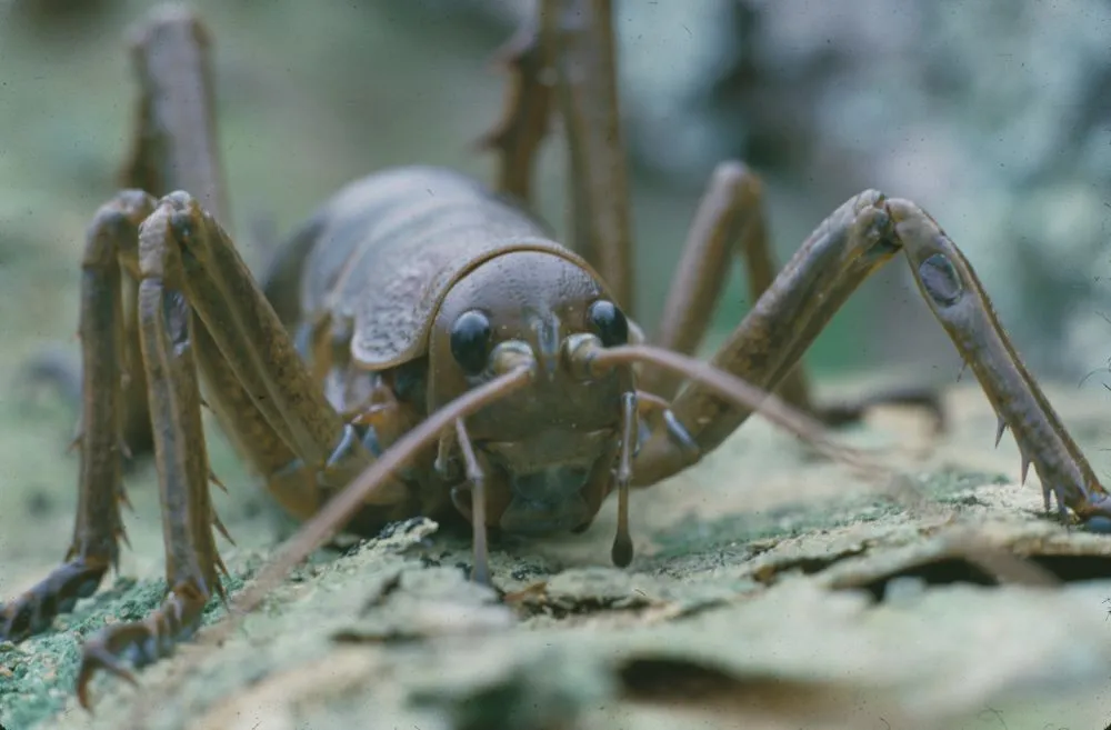 Giant weta, close-up