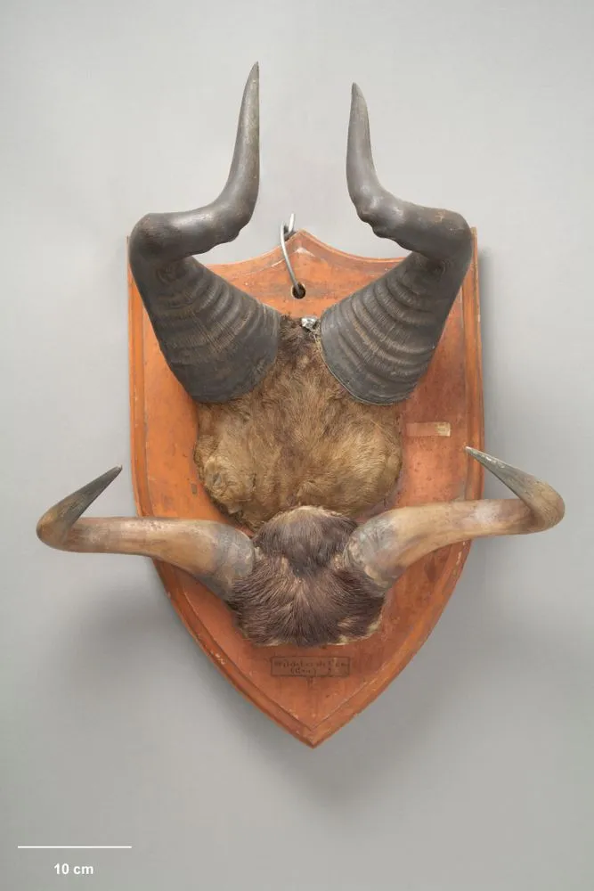 Common Wildebeest, Connochaetes taurinus
