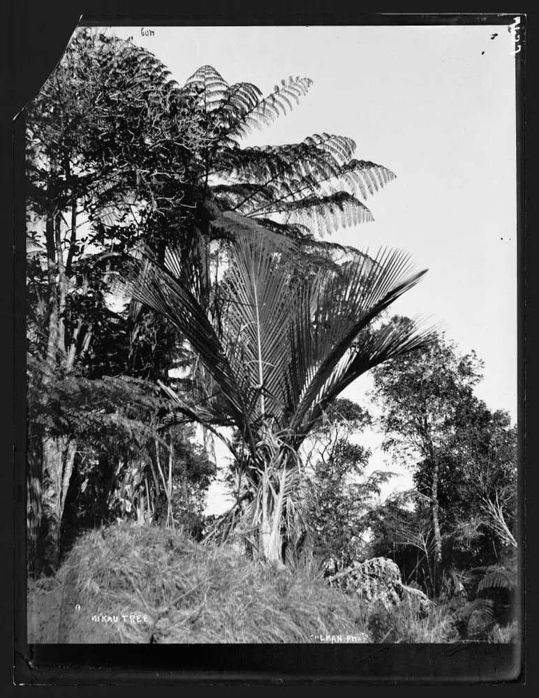 Nikau Palm