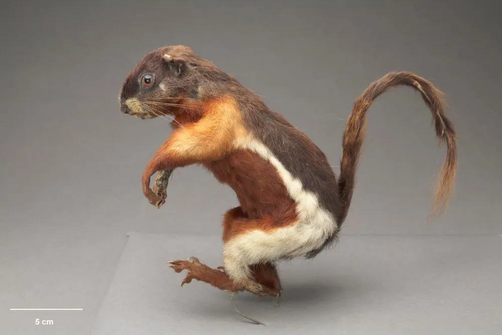 Prevost's squirrel, Callosciurus prevostii