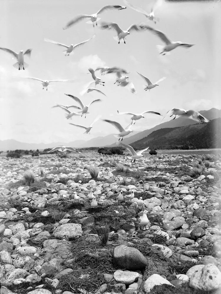 Larus bulleri (Black billed Gull) - Laridae