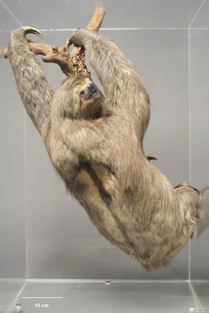 Brown- throated Three- toed Sloth, Bradypus variegatus