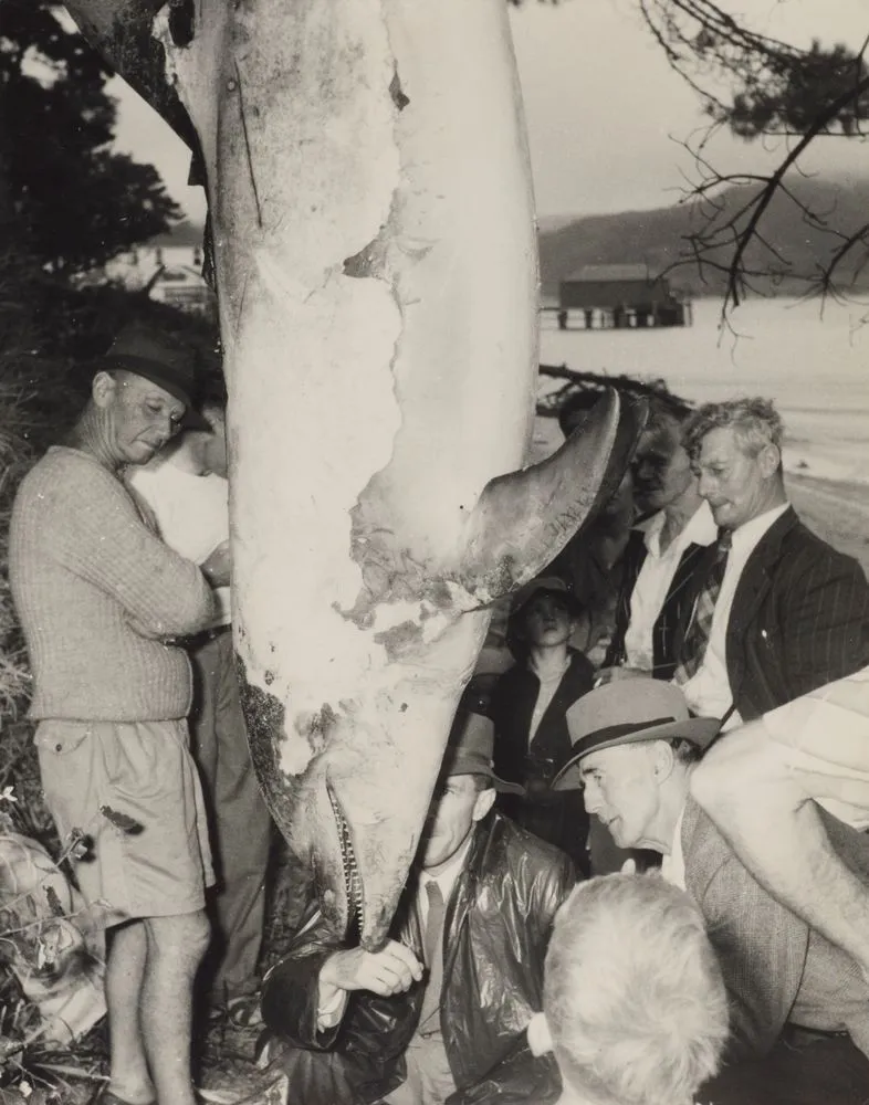 Dr Turbot examining dead Opo, Opononi