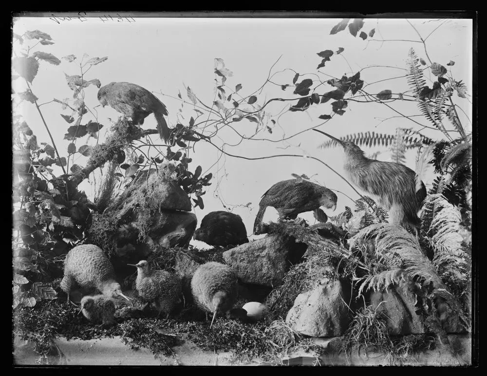 Kakapo and Kiwi