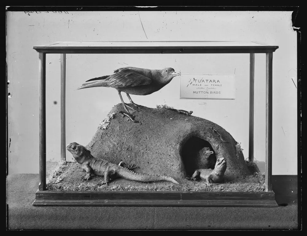[Tuatara lizards and Muttonbirds]