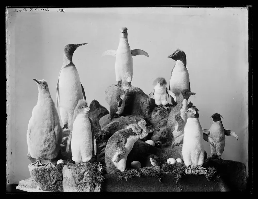 [Group of Penguins]
