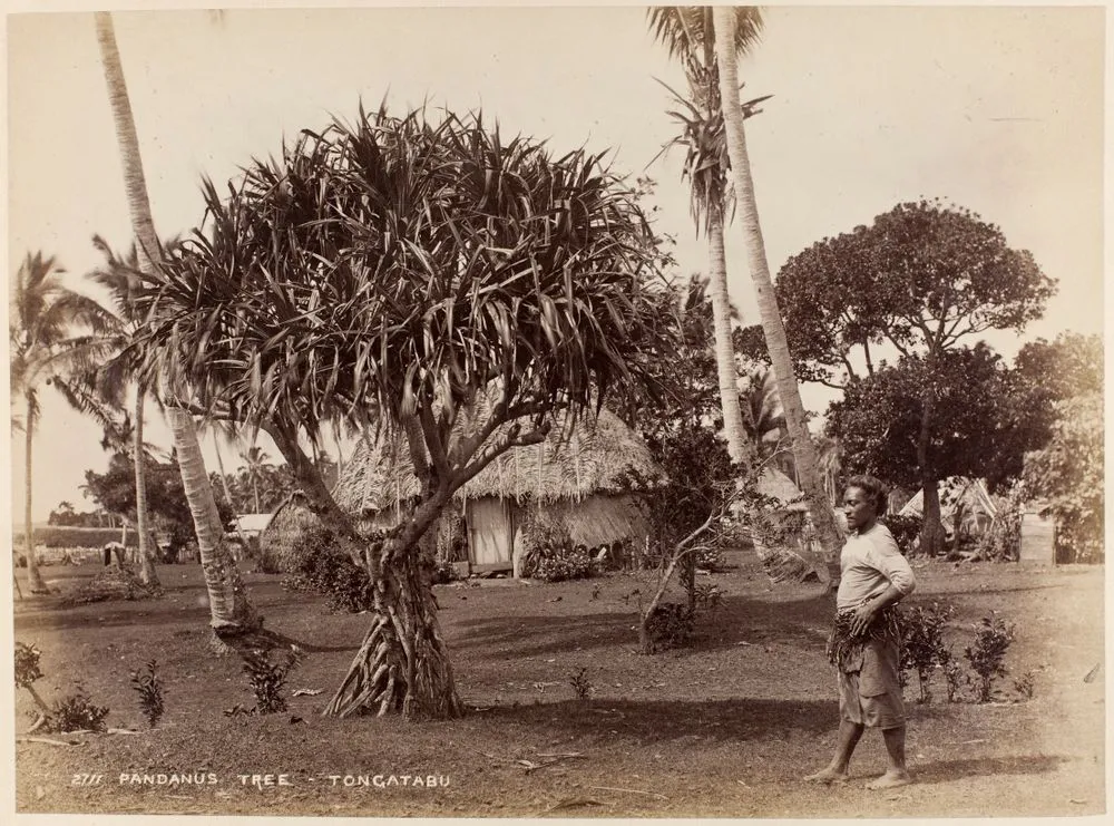 Pandanus Tree - Tongatabu [Tongatapu]