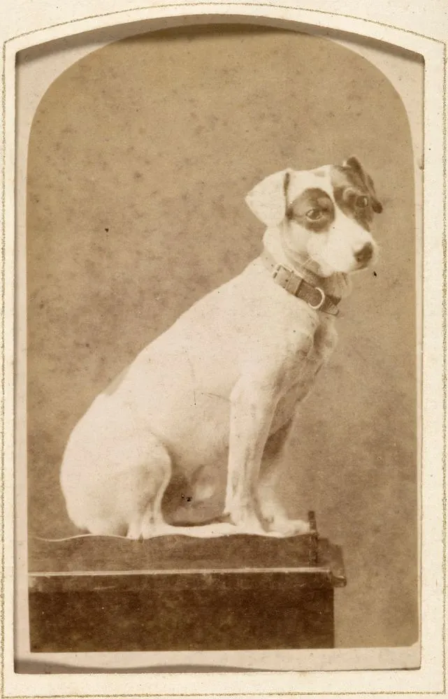 Small dog