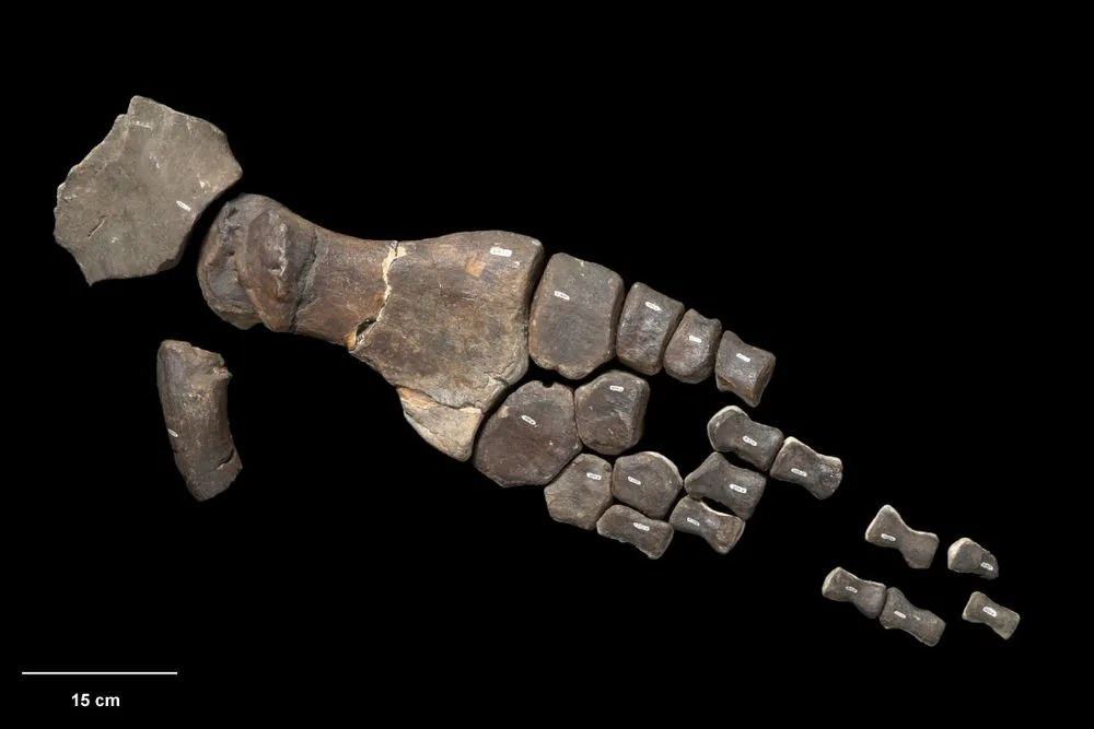 Elasmosaur, Elasmosauridae