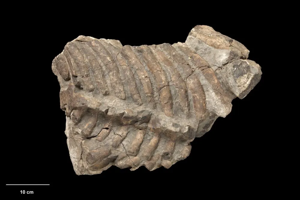 Elasmosaur, Elasmosauridae