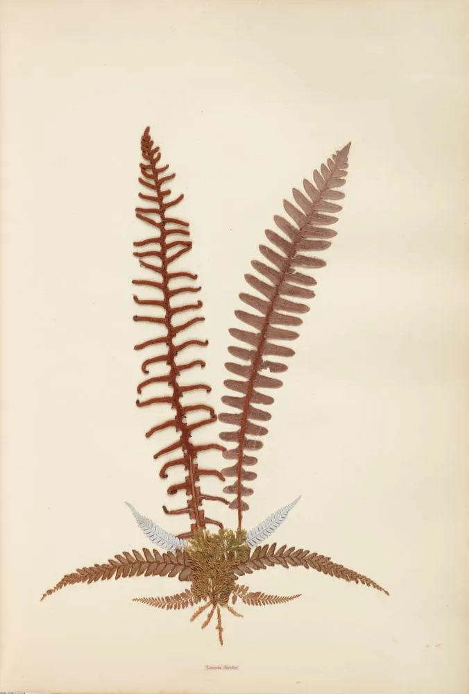 Pressed and mounted fern specimen: Lomaria discolor