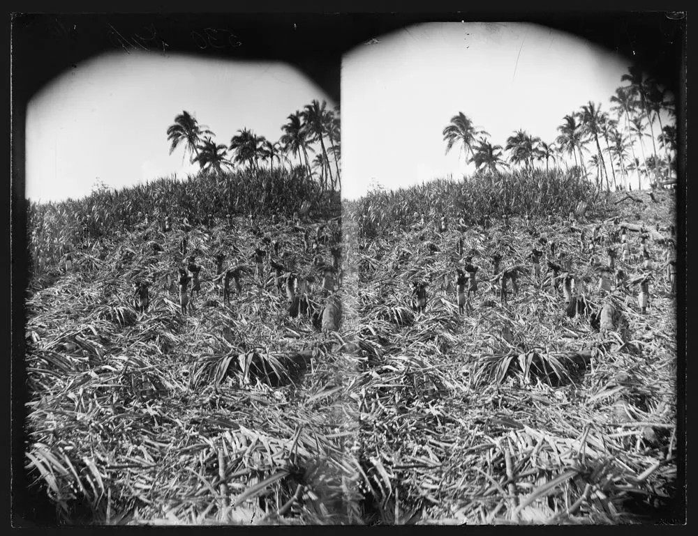 [Cutting Sugar Cane, Mango [Mago], Fiji]