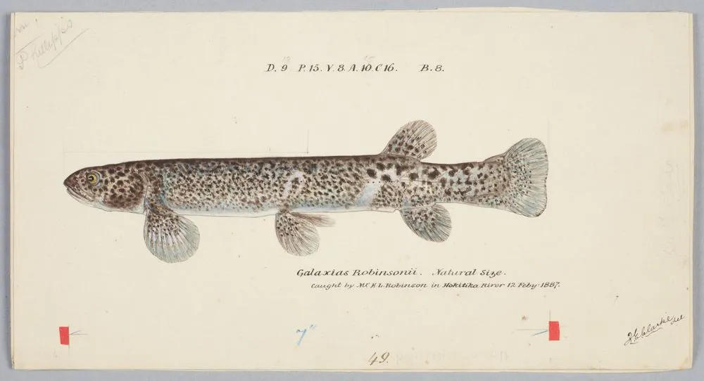 Galaxias brevipinnis