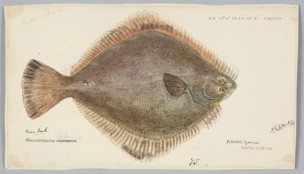 Rhombosolea tapirina: Flounder